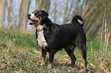 BOUVIER D'APPENZELL 027